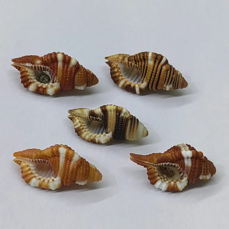 Black-spotted Bath Triton Sea Shell Cymatium Lotorium Natural Yellow-orange Shell Conch Specimen Hermit Crab Shell Replacement 240907
