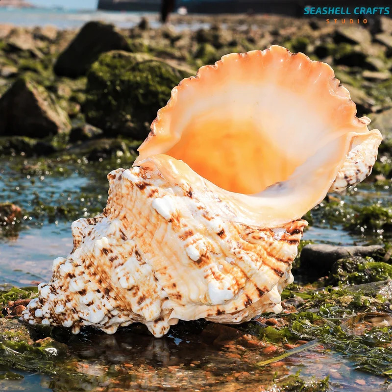 1PC Huge Natural Frog Shell Bursa Bufonia Conch For Home Decoration Wedding Party Decor Gifts Beach Shell Specimen Fish Tank 240907