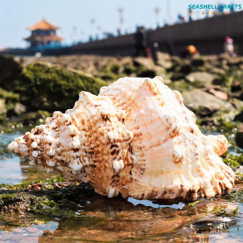 1PC Huge Natural Frog Shell Bursa Bufonia Conch For Home Decoration Wedding Party Decor Gifts Beach Shell Specimen Fish Tank 240907