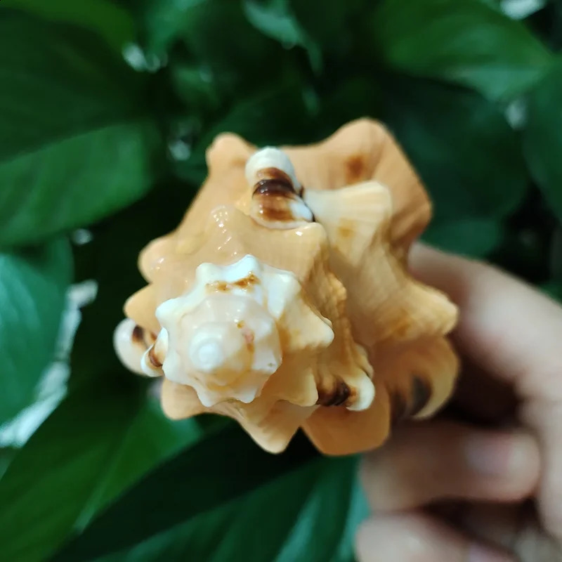 Black-spotted Bath Triton Sea Shell Cymatium Lotorium Natural Yellow-orange Shell Conch Specimen Fish Tank DIY Pography Props 240907