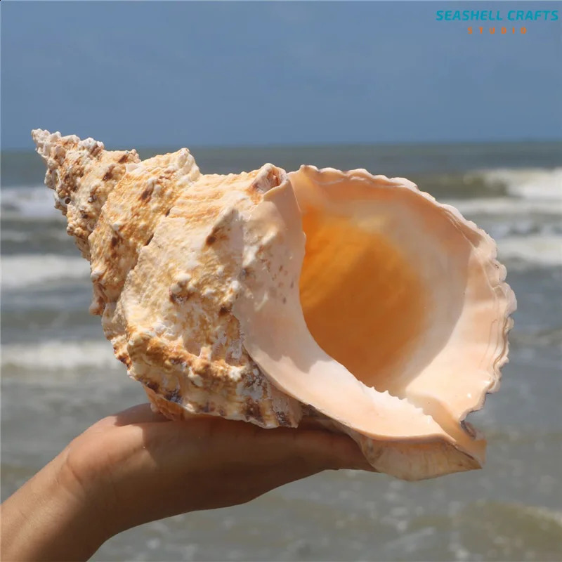 1PC Huge Natural Frog Shell Bursa Bufonia Conch For Home Decoration Wedding Party Decor Gifts Beach Shell Specimen Fish Tank 240907