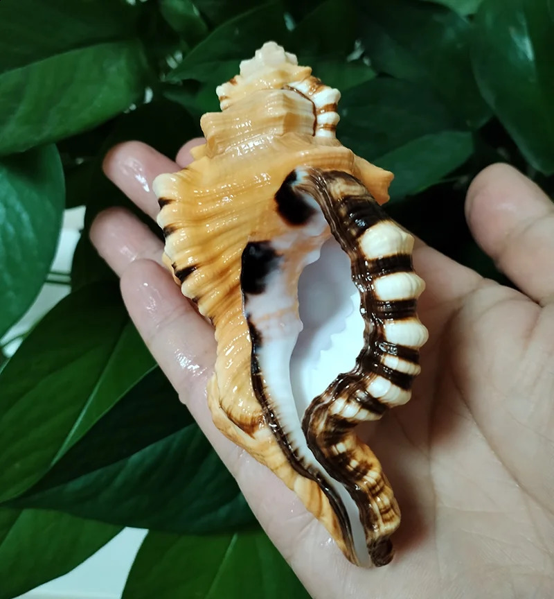 Black-spotted Bath Triton Sea Shell Cymatium Lotorium Natural Yellow-orange Shell Conch Specimen Fish Tank DIY Pography Props 240907