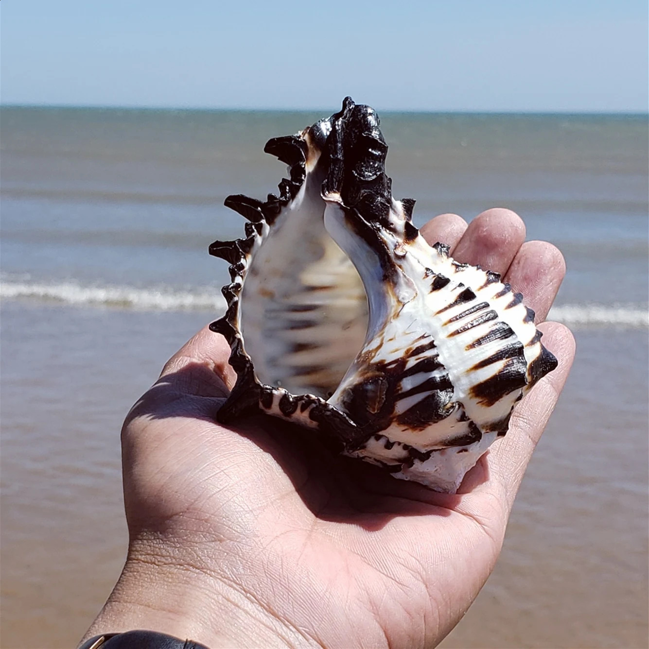 10-12 cm Large Conch Shell Black Zebra Murex American Black Bone Snail Fish Tank Landscaping Home Decoration Gifts Specimen 240907