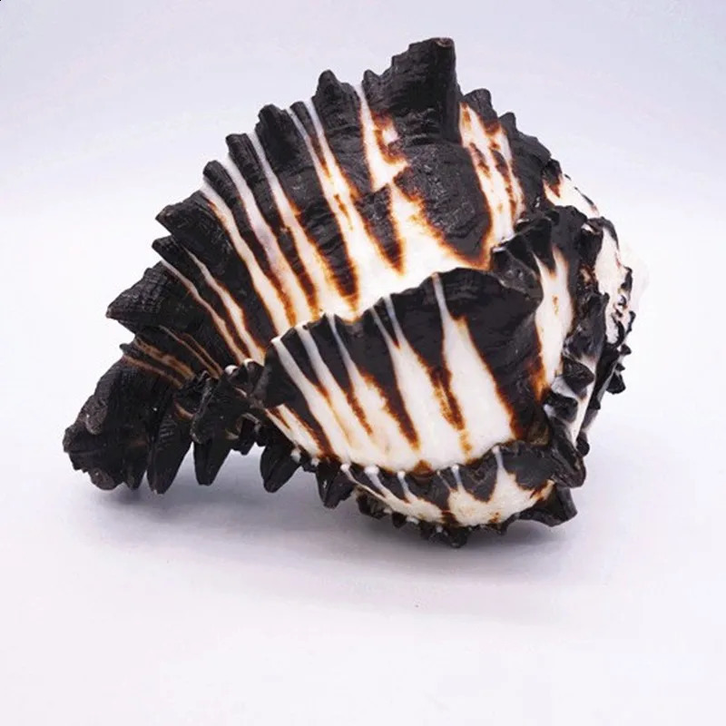 10-12 cm Large Conch Shell Black Zebra Murex American Black Bone Snail Fish Tank Landscaping Home Decoration Gifts Specimen 240907