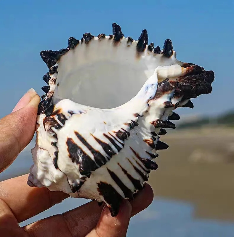 10-12 cm Large Conch Shell Black Zebra Murex American Black Bone Snail Fish Tank Landscaping Home Decoration Gifts Specimen 240907