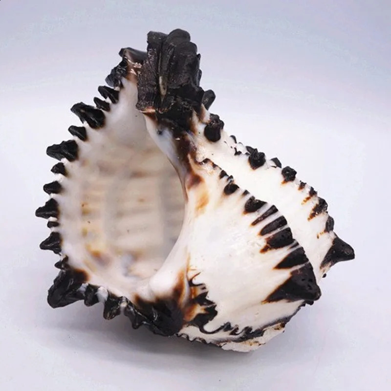 10-12 cm Large Conch Shell Black Zebra Murex American Black Bone Snail Fish Tank Landscaping Home Decoration Gifts Specimen 240907