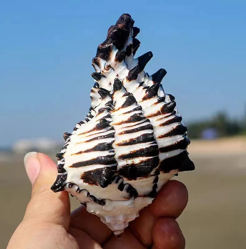 10-12 cm Large Conch Shell Black Zebra Murex American Black Bone Snail Fish Tank Landscaping Home Decoration Gifts Specimen 240907
