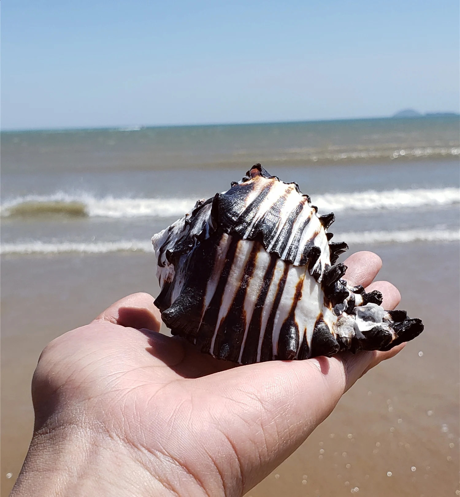 10-12 cm Large Conch Shell Black Zebra Murex American Black Bone Snail Fish Tank Landscaping Home Decoration Gifts Specimen 240907