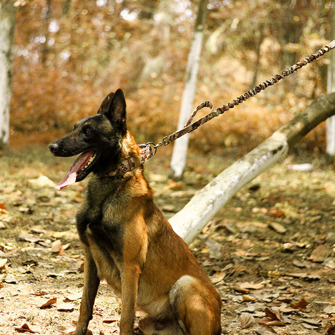 Halloween Cross-border tactical collar explosion-proof impact five-speed adjustment Golden Maud medium and large dog nylon leash pet collar