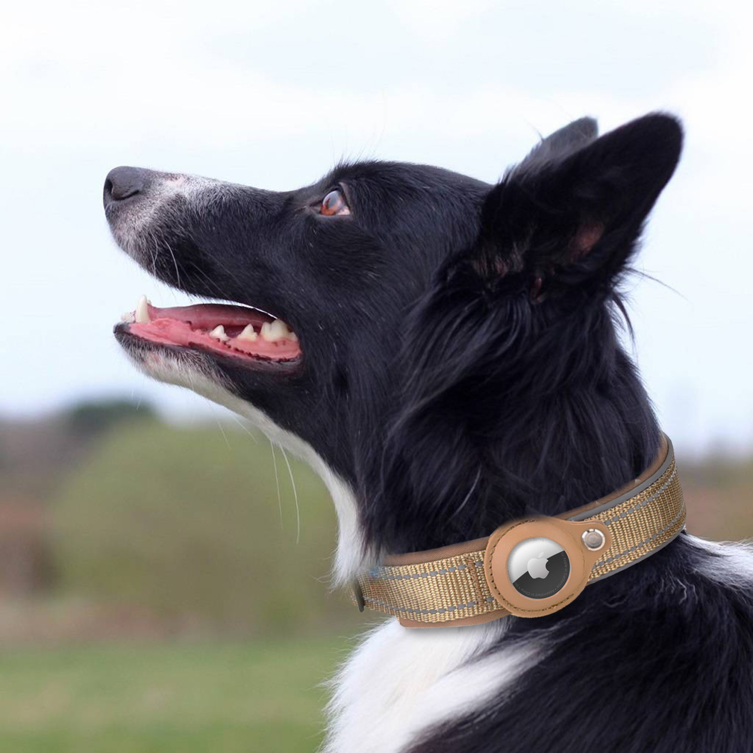 Halloween Fit Airtag tracker protective case dog positioning training collar Nylon pet collar