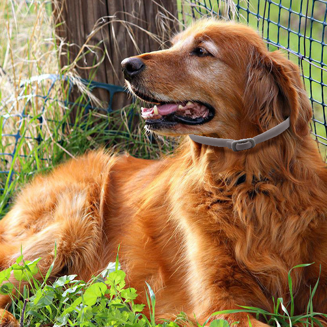 Halloween Hot pet repellent anti-mosquito collar Dogs and cats to flea repellent lice soothing