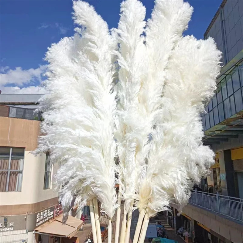 120cm white natural Pampas grass decoration high beige large dry for Bohemian wedding flower arrangement garden family room 240919