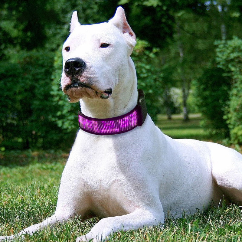 Halloween LED collar display phone control monochrome pet collar leash dog light Bluetooth collar