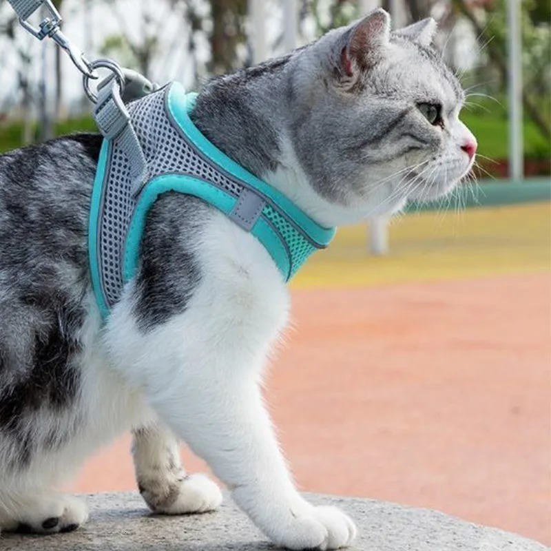 tytytyty Cat Breathable Harness and Belt Set Cats Pet Products Accessories Necklace Collar Stuff Pets Supplies Home