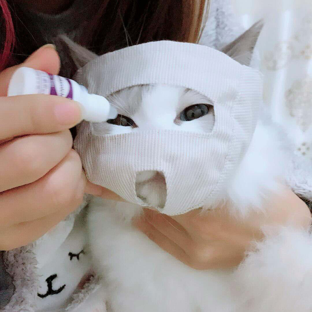 Cat eye mask cat eye pointing assistance tool cotton cloth soft and breathable mask anti bite and anti barking manufacturer in stock
