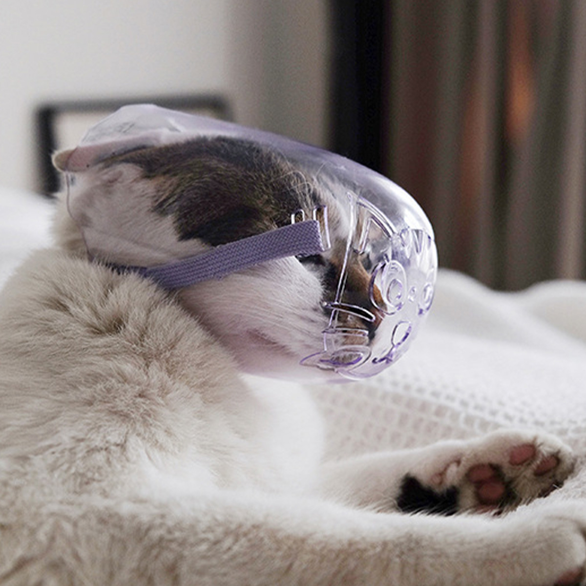Animal Rescue Donation Pet supplies Hot selling cat face mask anti bite mask cat bath bag injection cat collar headband OPP installation