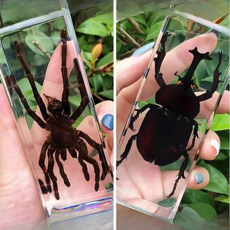 Large wolf spider resin insect Taxidermia beetle scorpion decorative decoration 240920