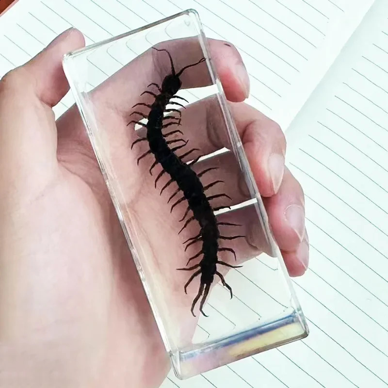 Large wolf spider resin insect Taxidermia beetle scorpion decorative decoration 240920