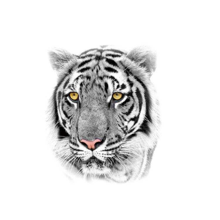 Tiger Tattoo Sticker Half Arm Lion Large Pattern Water Transfer Printing Set