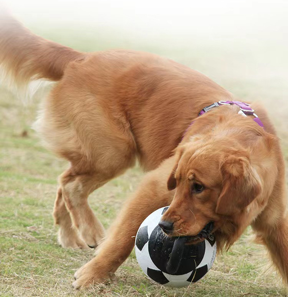 Pet Dog Toy Ball Bite-Resistant Basketball Rubber Handle Indestructible Large Dog Training Interactive Game Ball Toy 20cm
