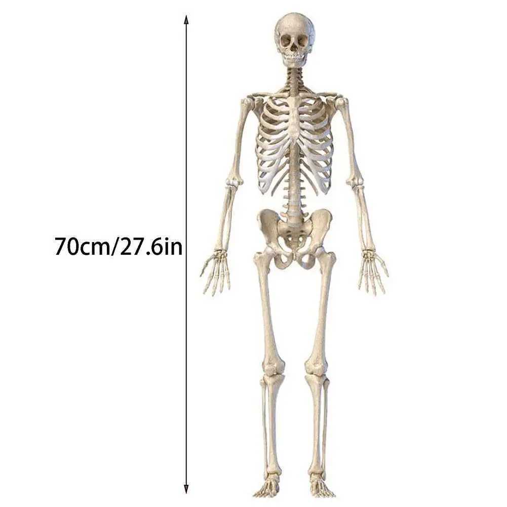 Halloween Skeleton Full Body Realistic Human Bones with Posable Joints for Halloween Pose Skeleton Prop Decoration 70cm Y240801