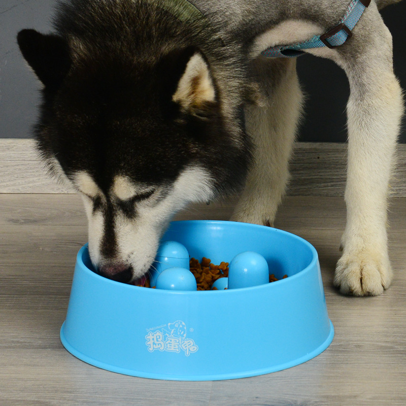 Raised Edged Slow Eating Pet Bowl Safe & Comfortable Mealtime Solution for Pets