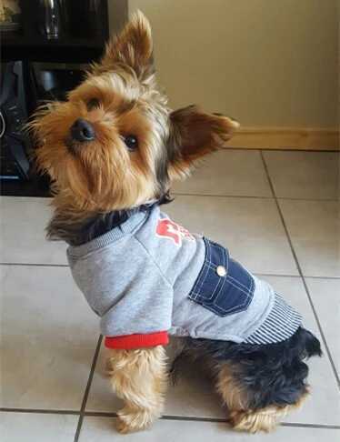 Fashion for Small Dogs Letter Puppy Coat Baseball Jacket Clothing For Dog Yorkie Winter Pet Clothes 25S2Q Y240806 Free shipping