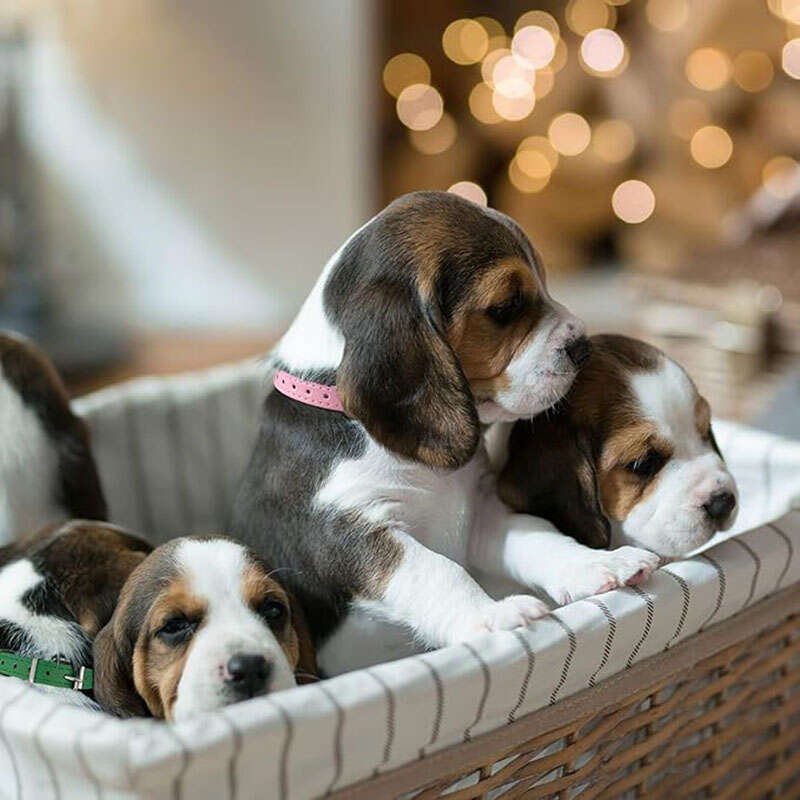 Collar Personalized For Small Dogs Pet for female dogs Adjustable Cat Dog Collars Designer Leather