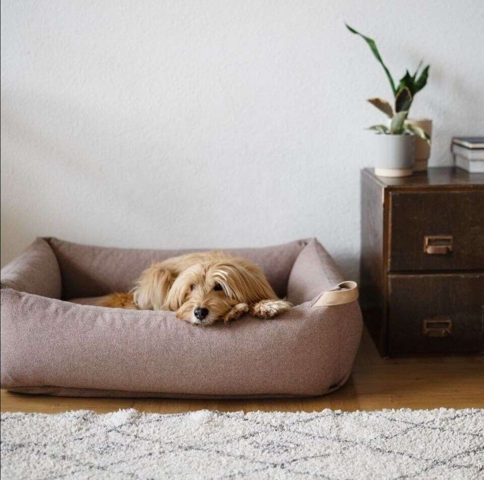 Rectangle Dog Bed Soft Veet fabric Pet bed for Dogs & Cats with Non Slip Bottom