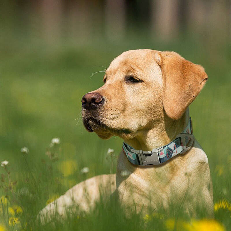 Dog Collar Luxury For Small And Large Dogs Comfortable Durable Metal Buckle Pet Collar Designer For Medium Dog