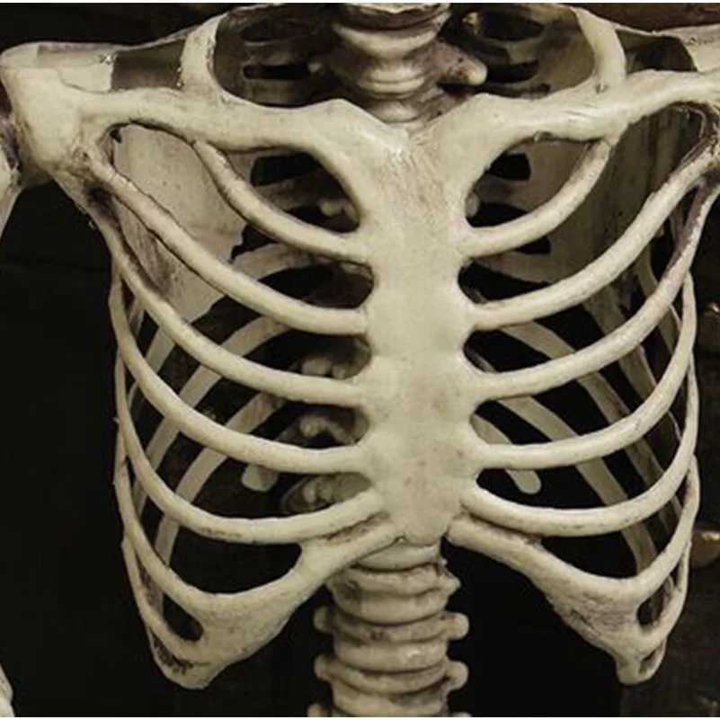 Halloween Decoration For Home 90CM Plastic Skull Skeleton For Bar Halloween Cosplay 2024 Skeleton Children Haunted House Decor CL240819