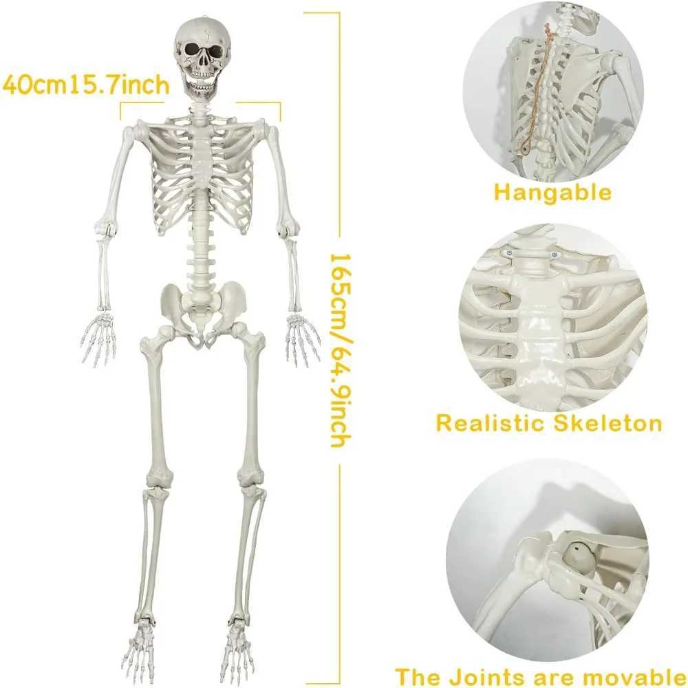 5.4Ft/165cm Posable Halloween Skeleton Full Body Life Size Skeleton with Movable Joints CL240819