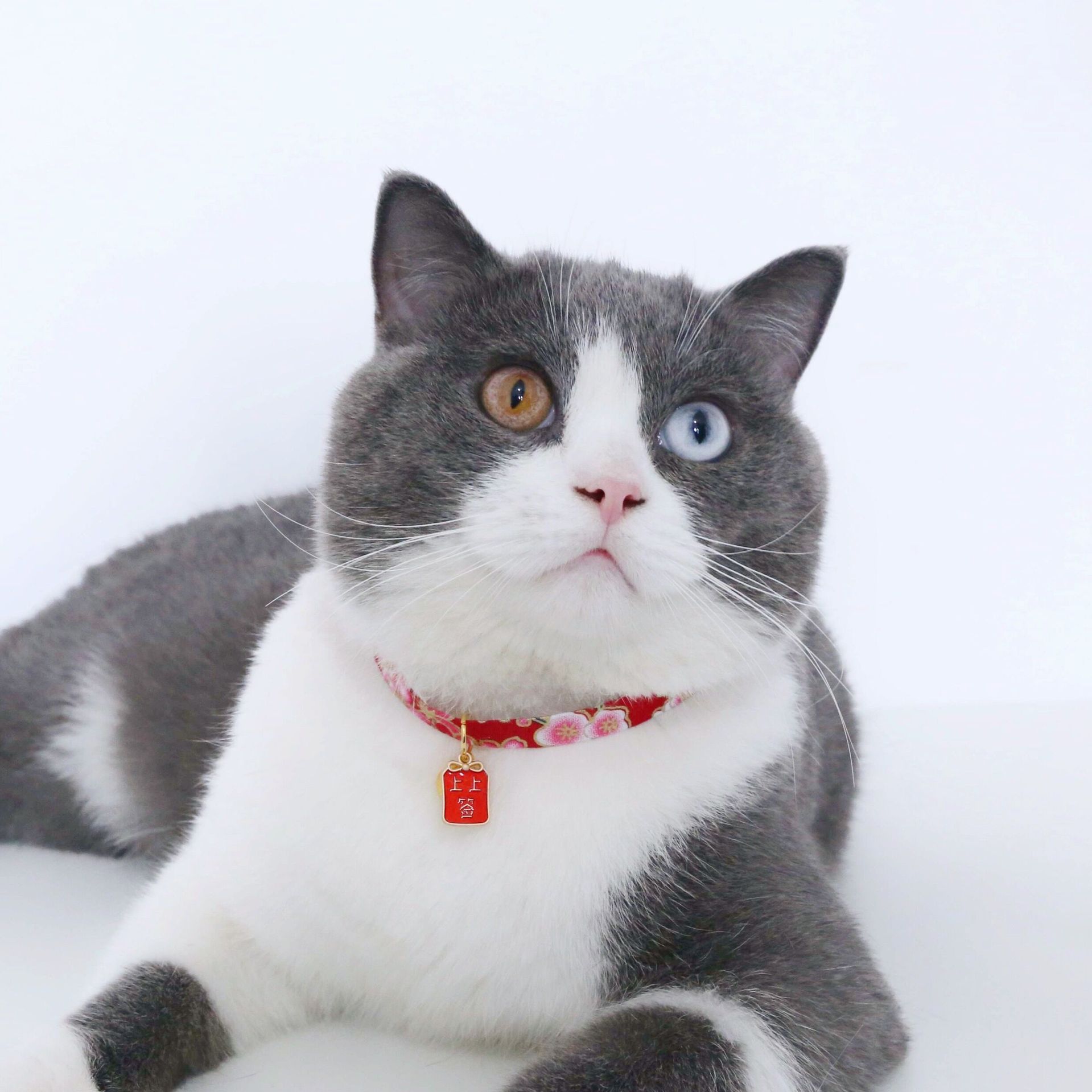Chinese Style Pet Embroidery Adjustable Bell Cat Dog and Wind Charm Collar Accessory Choker 17-33cm