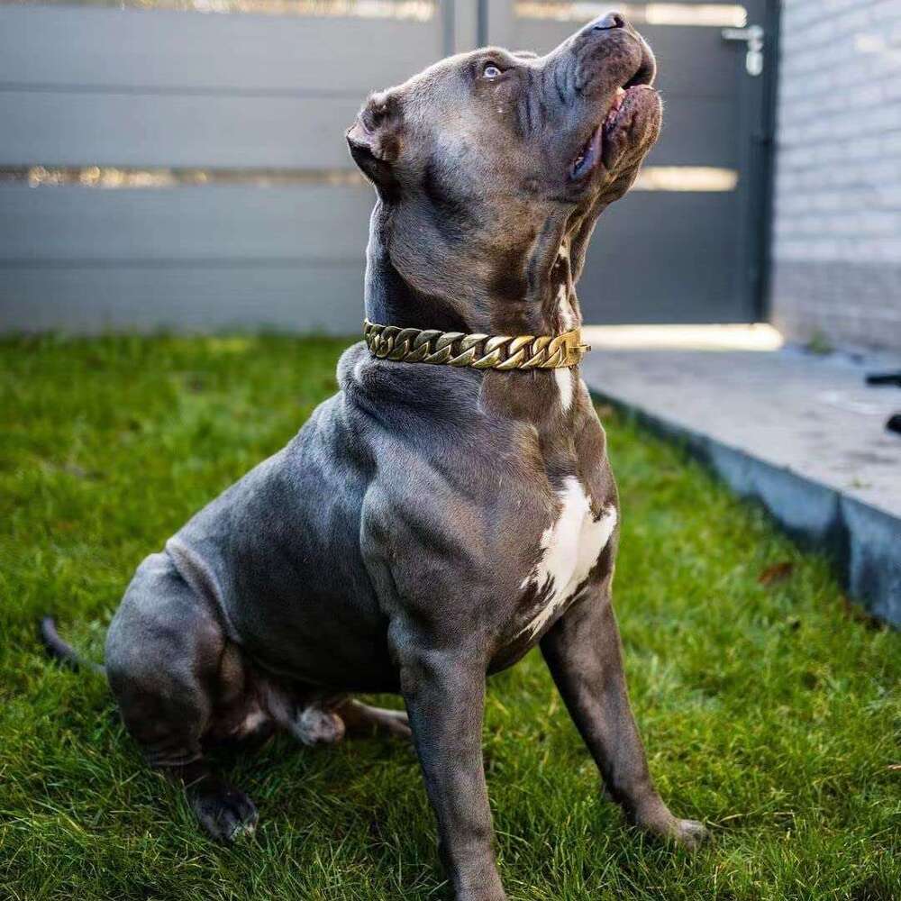 32mm Wide Chain Collars Heavy Strong Stainless Steel Choker Pitbull Gold Dog Necklace For Large Dogs 18K gold-plated Cuban link chain dog collar pet c