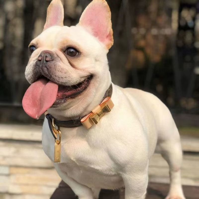 Fashionable elegant leather bow pet collar suitable for Teddy dogs, teacup dogs and cats