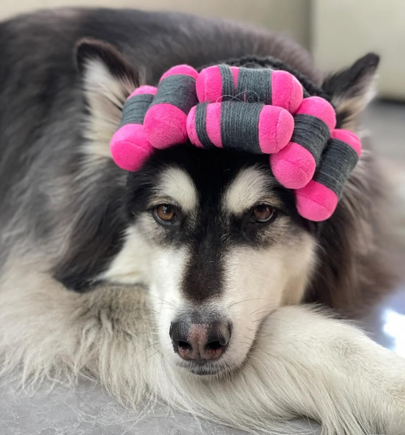 spa day costume cosplay wig curly hair pet cat halloween parties dog hats wigs for small medium and large dogs adjustable n07