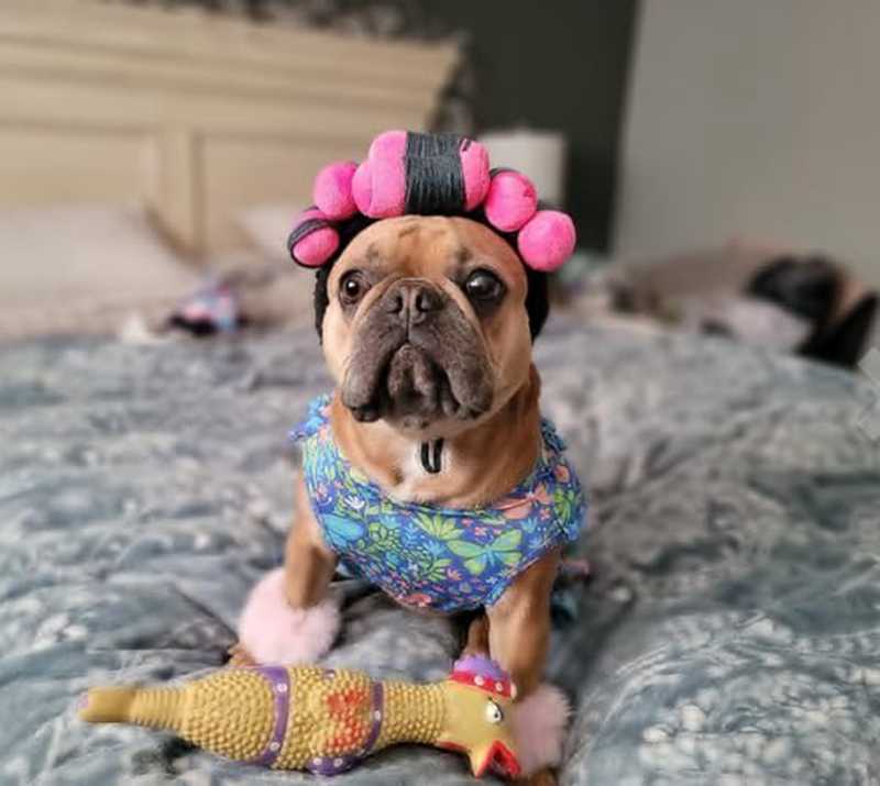 spa day costume cosplay wig curly hair pet cat halloween parties dog hats wigs for small medium and large dogs adjustable n07