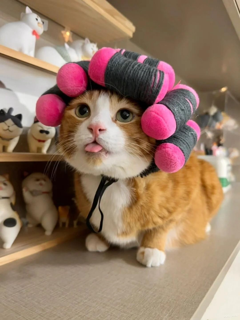 spa day costume cosplay wig curly hair pet cat halloween parties dog hats wigs for small medium and large dogs adjustable n07