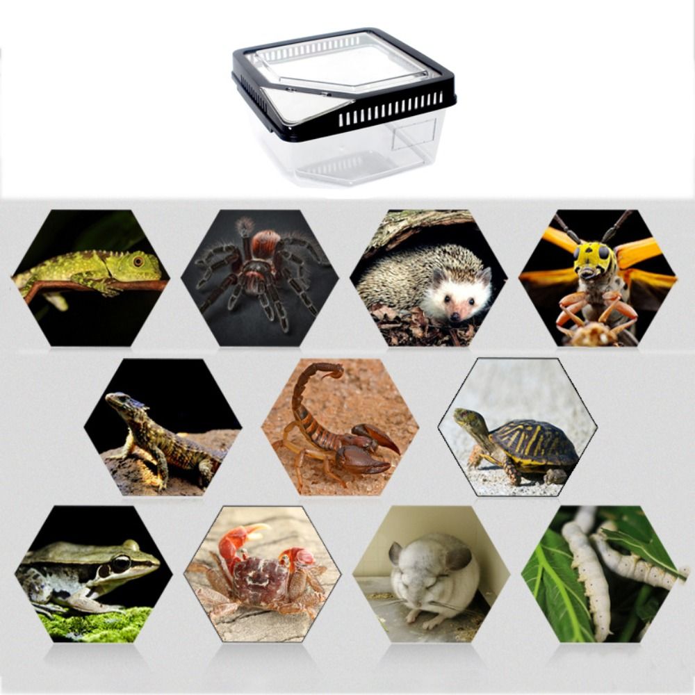 Transparent Plastic Turtle Reptile Carrier Cases Anti-escape Tank Gecko Snail Convenient Habitat Box Tarantulas Pets Supplies