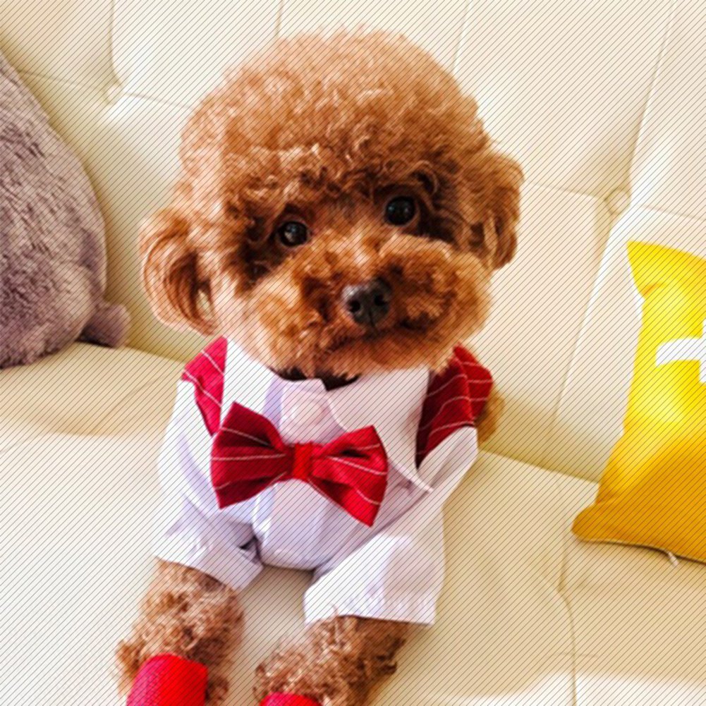 Dog Bow Tie Dress Dog Tuxedo Pet Four Seasons Can Wear British Style Bow Tie Suit Cholthes Button Suit Dog Clothing