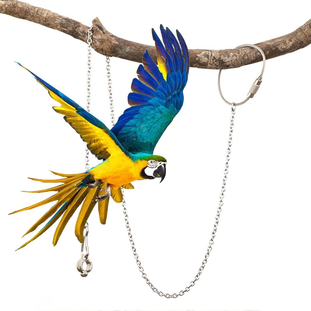 4 Size Stainless Steel Parrot Foot Chain Ankle Foot Ring Stand Chain Flying Training Bird's Foot Ring Anklet Bird Accessories