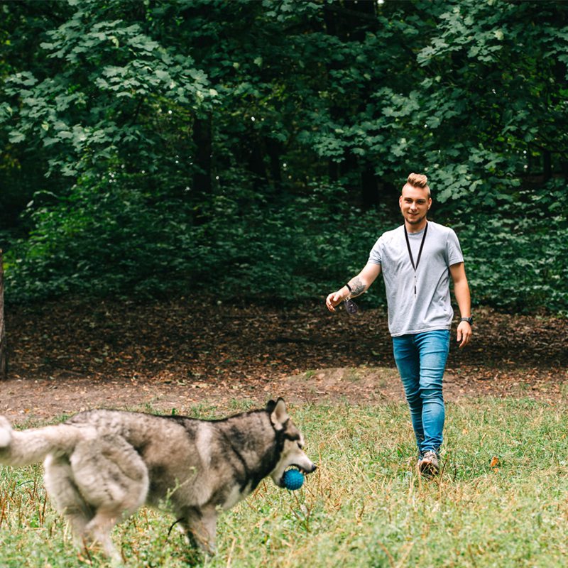 3pcs/set Pet Cat Dog Training Clicker Pet Obedient Whistle Adjustable Wrist Strap Sound Key Chain Household Pet Supplies