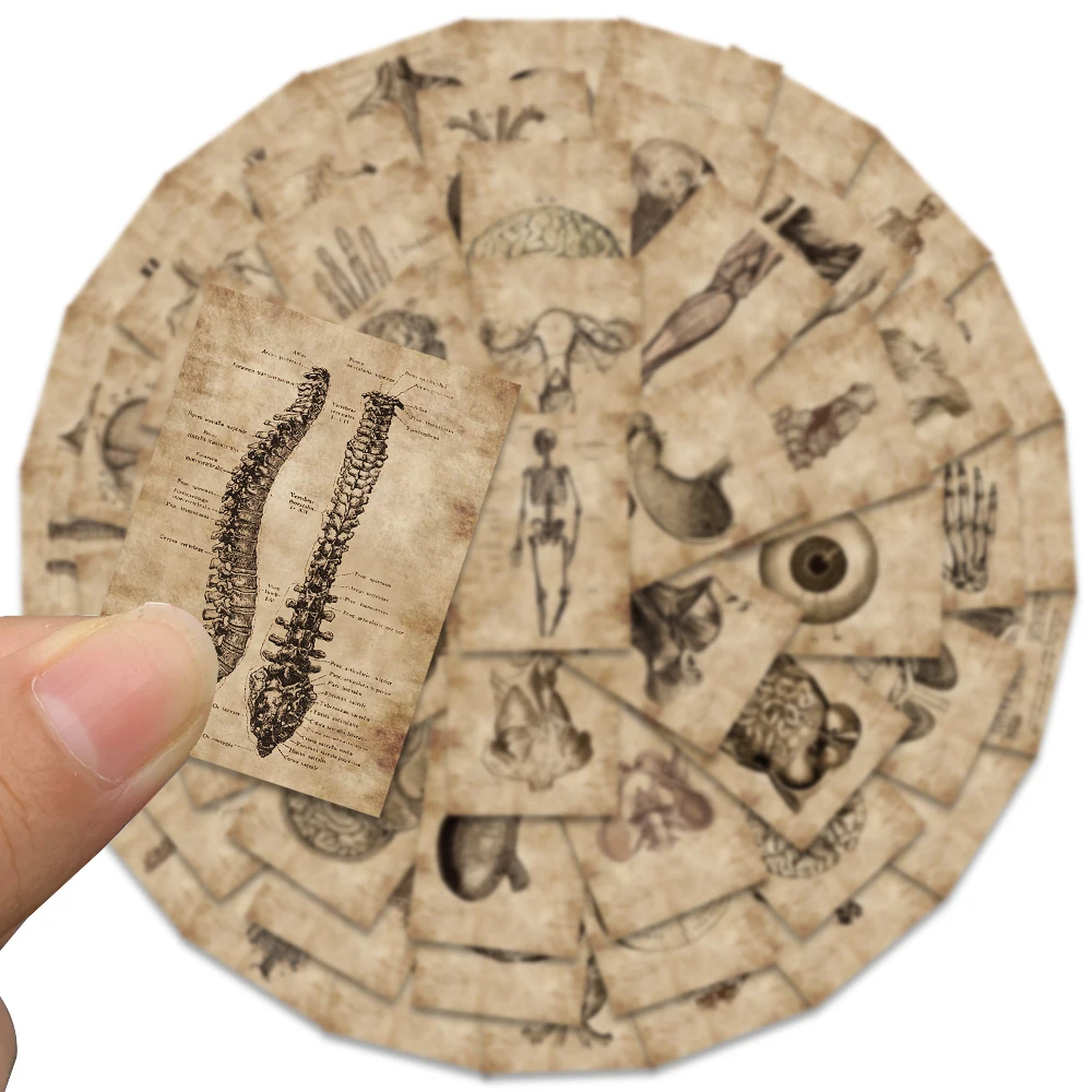 56pcs Retro Human new 2025 Anatomy Skeletal Organs Stickers For Laptop Lage Phone Waterbottle Waterproof Graffiti Stationery Decals