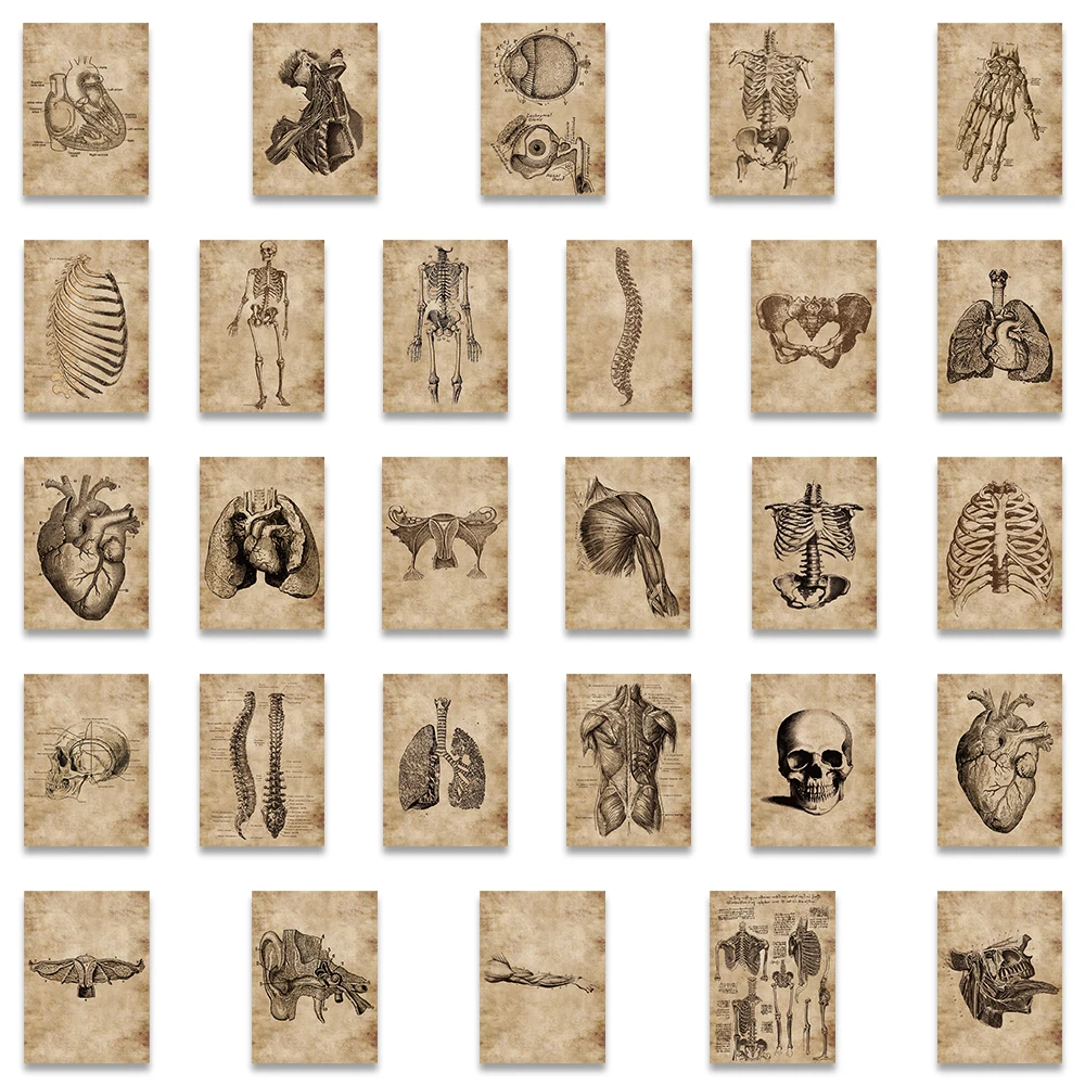 56pcs Retro Human new 2025 Anatomy Skeletal Organs Stickers For Laptop Lage Phone Waterbottle Waterproof Graffiti Stationery Decals
