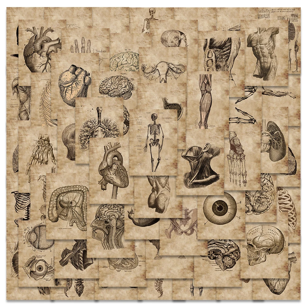 56pcs Retro Human new 2025 Anatomy Skeletal Organs Stickers For Laptop Lage Phone Waterbottle Waterproof Graffiti Stationery Decals