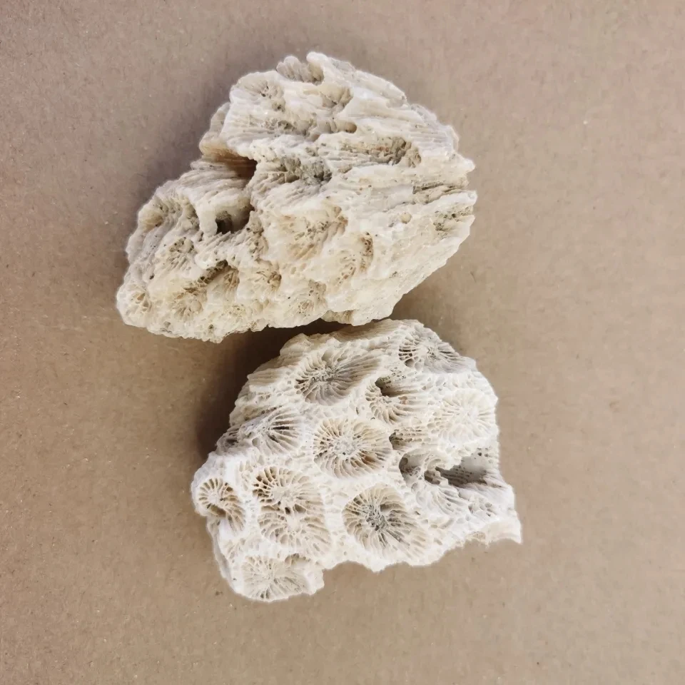 Coral Bone Fish Tank Filter 2025 Material High Quality Coral new Sand Coral Stone Broken Coral Bone Decorative Aquarium Landscape Filter