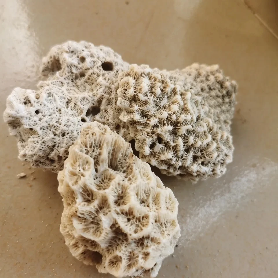 Coral Bone Fish Tank Filter 2025 Material High Quality Coral new Sand Coral Stone Broken Coral Bone Decorative Aquarium Landscape Filter