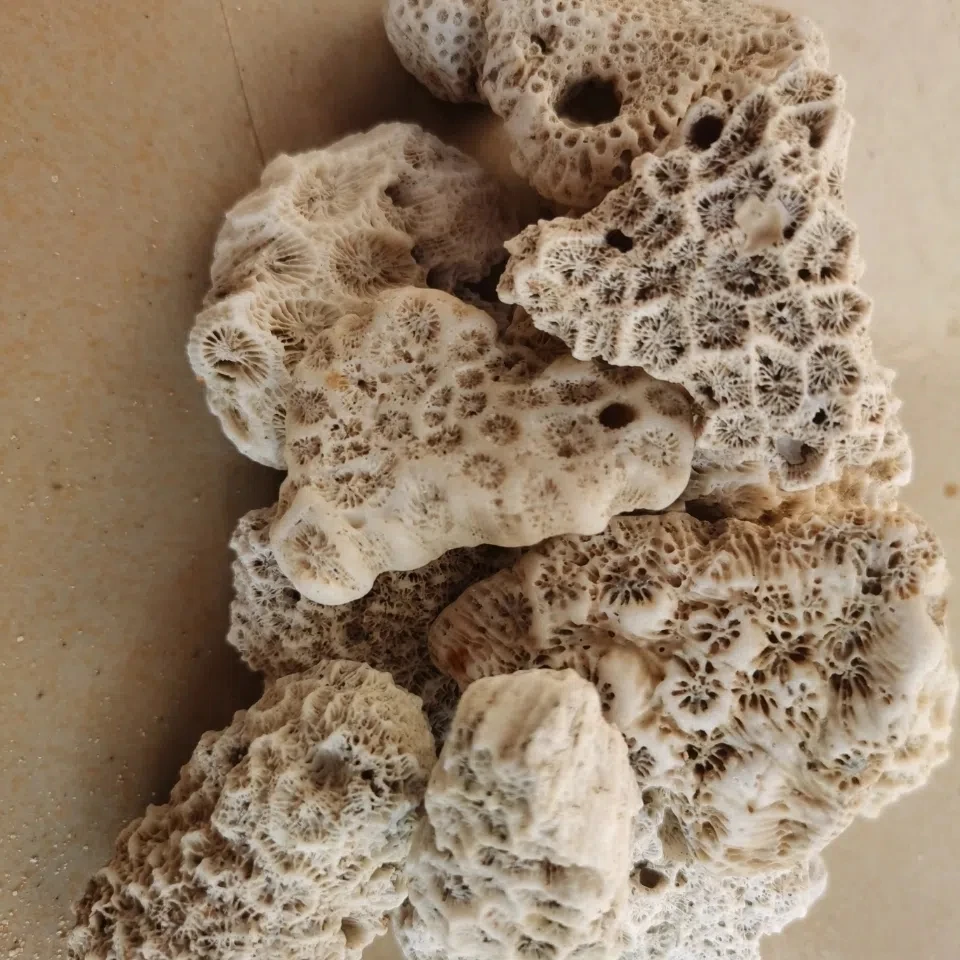 Coral Bone Fish Tank Filter 2025 Material High Quality Coral new Sand Coral Stone Broken Coral Bone Decorative Aquarium Landscape Filter