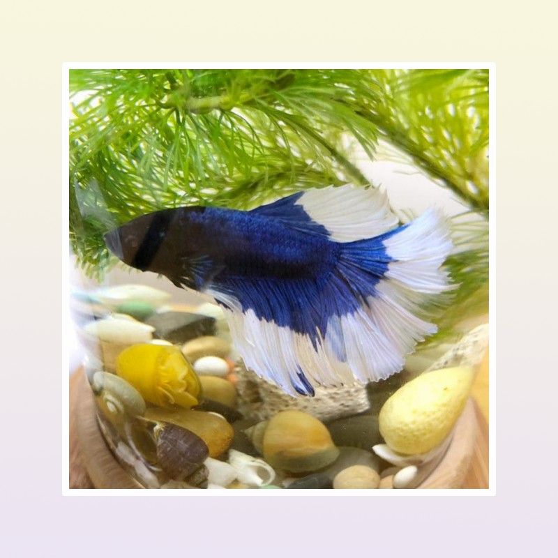 Aquariums 360 Degree Rotating Glass Betta Fish Tank Bamboo Base Mini Decoration Rotate Bowl Aquarium Accessories For Office9076310 Dro Dhsbe