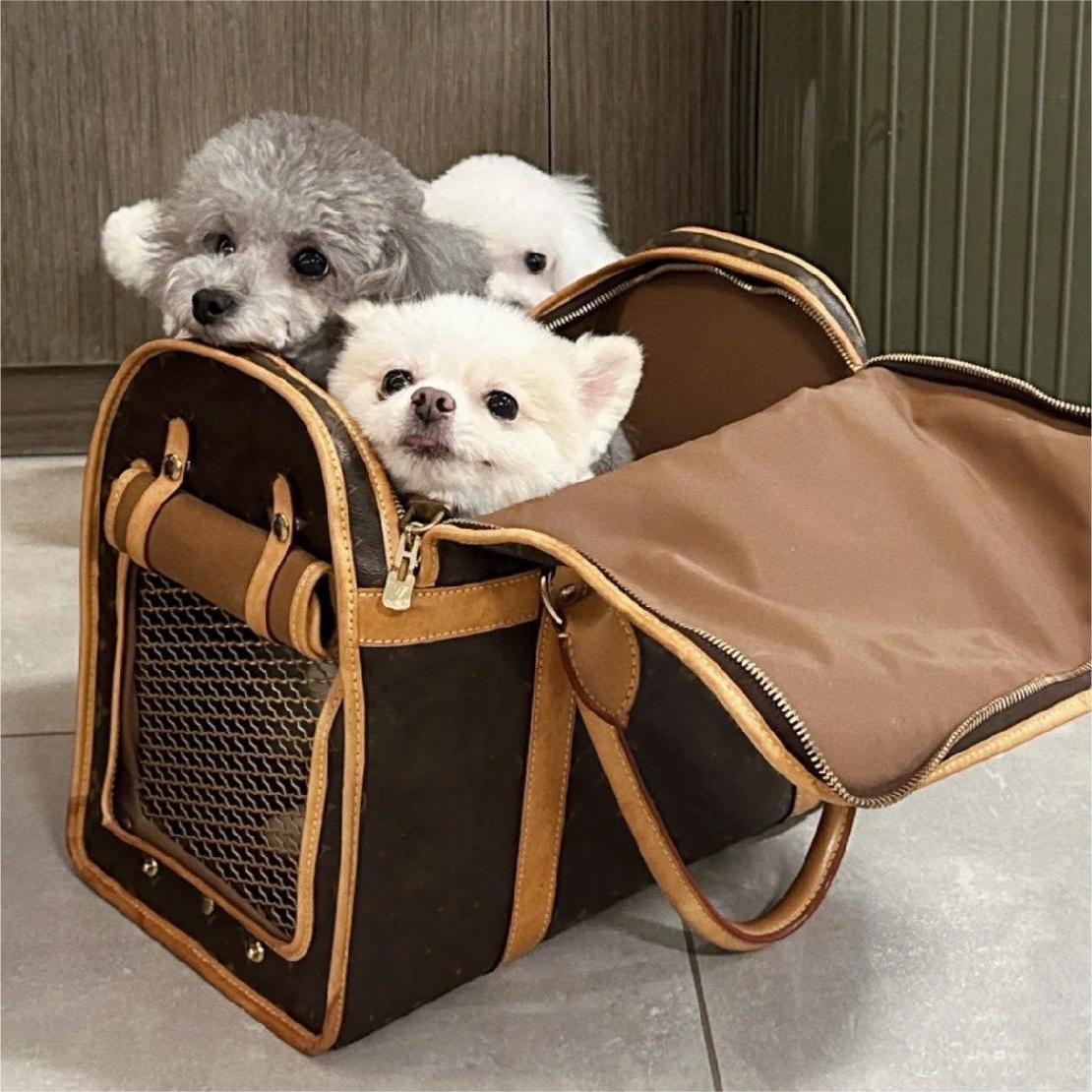 Designer Pet Carrier Bags Leather Classic Pattern Outgoing Bag Teddy Aviation Web Window with Handles Tote Easy for Breathe